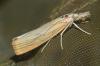 Agriphila sp.